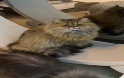 Persian cats for sale: GOLDEN PERSIAN BOY💎Looking for new home  - Image 8