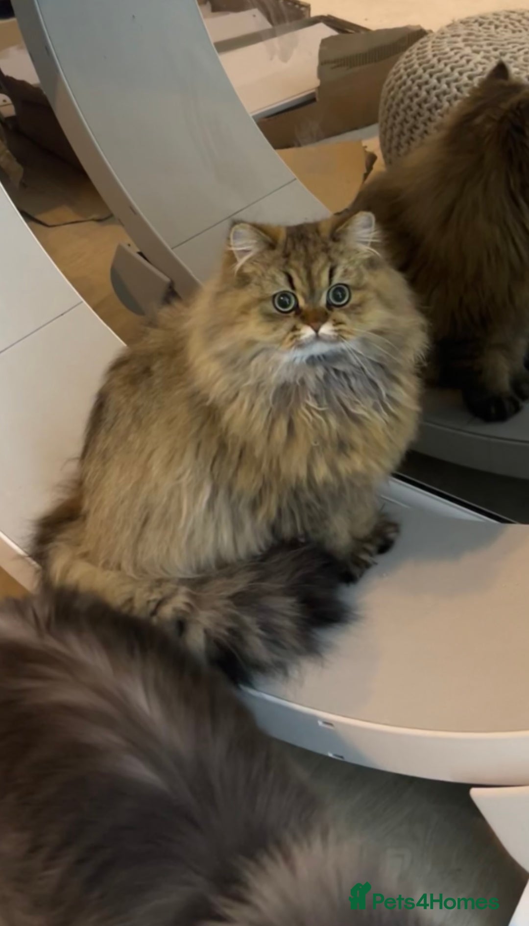 Persian cats for sale: GOLDEN PERSIAN BOY💎Looking for new home  - Image 8