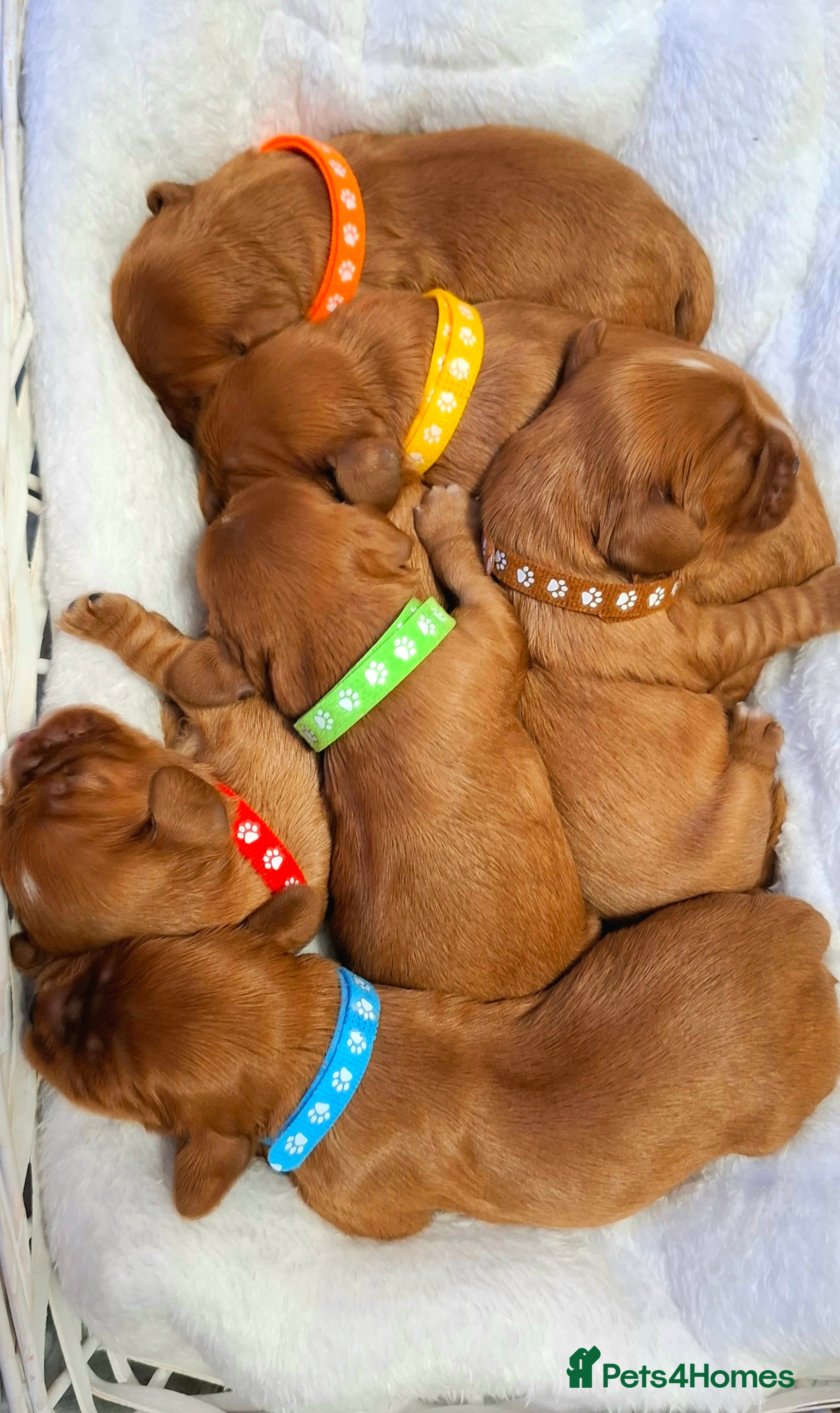 Cavalier King Charles Spaniel dogs 🥇❤️Beautiful Cavalier King Charles Spaniel 🐾⭐️ - Advert 16