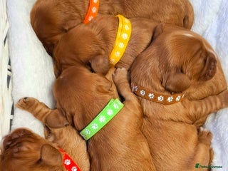 Cavalier King Charles Spaniel dogs 🥇❤️Beautiful Cavalier King Charles Spaniel 🐾⭐️ - Advert 16