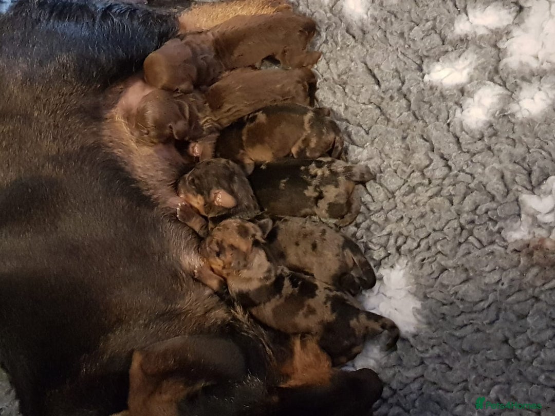 Dachshund dogs for stud: KC Registered Wirehaired Dachshund for Stud in Stoke-on-Trent - Image 12