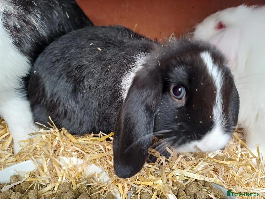 Mixed Breed rabbits for sale: Rabbits-8 weeks old. Cross lop eared, lion heads. in Benfleet - Advert 10