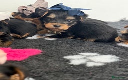 Yorkshire Terrier dogs for sale: Yorkshire Terrier Puppy 5 - 6 beautiful Yorkshire terriers  - Image 36