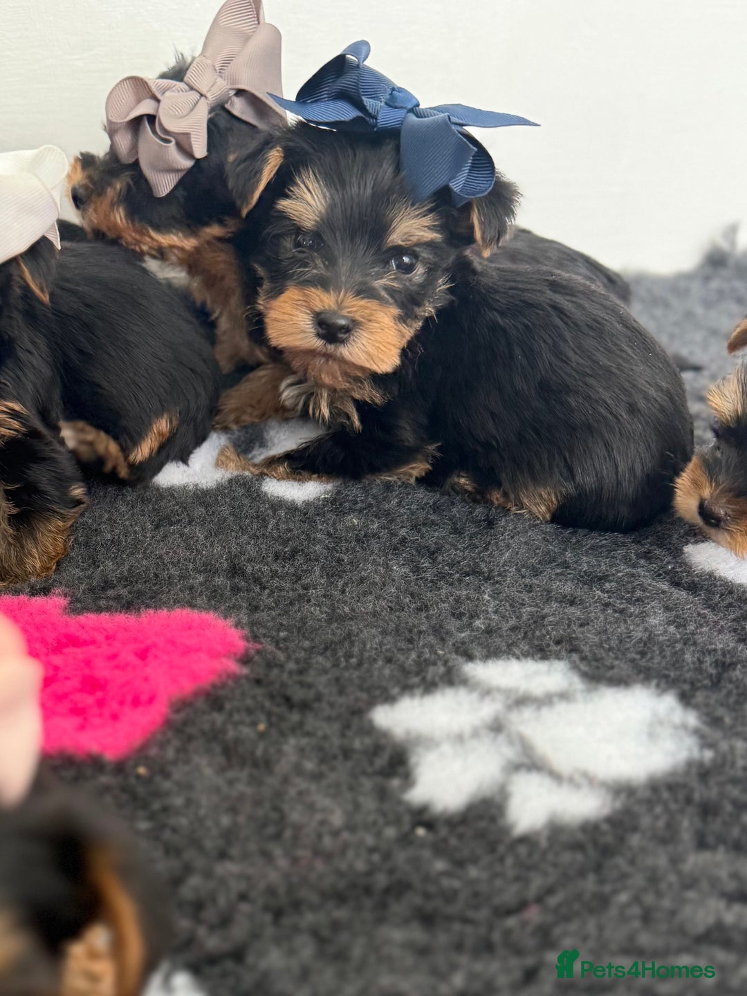 Yorkshire Terrier dogs for sale: Yorkshire Terrier Puppy 5 - 6 beautiful Yorkshire terriers  - Image 36