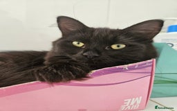 Ragdoll cats for sale: Brother & Sister 8month Ragdoll kittens for Home - Advert 6