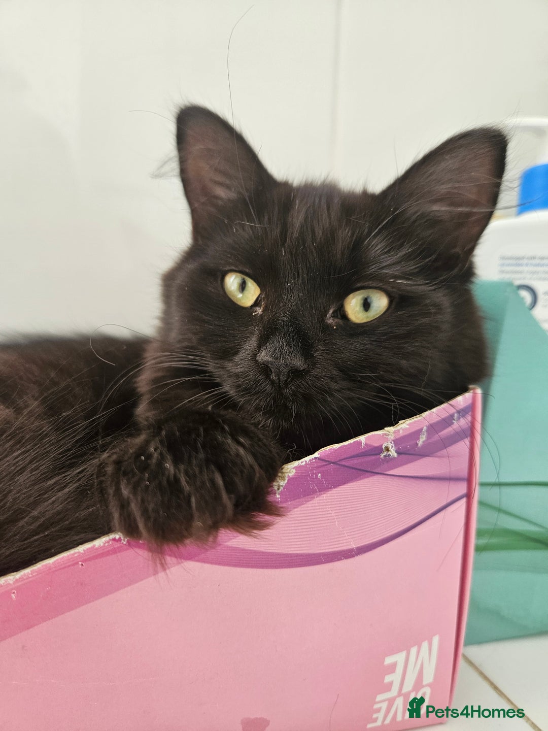 Ragdoll cats for sale: Brother & Sister 8month Ragdoll kittens for Home - Advert 6