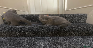 British Shorthair cats - Advert 16