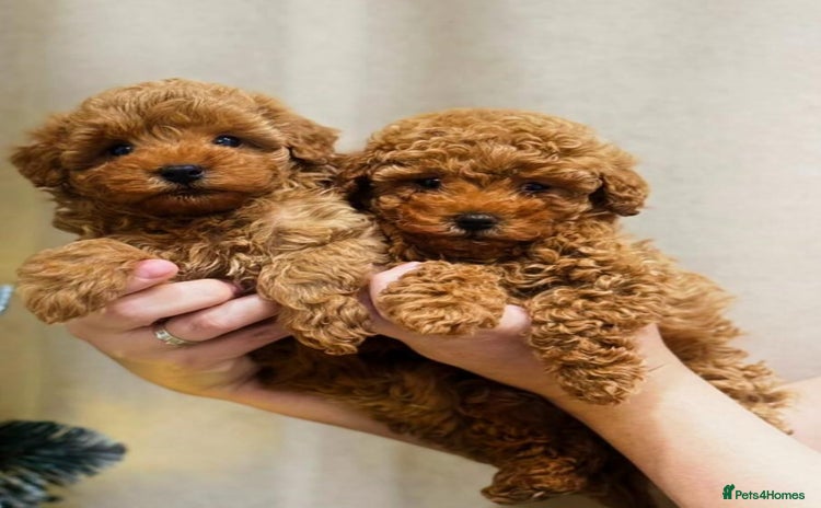 Maltipoo dogs - Advert 1