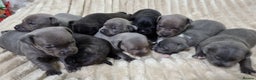 Staffordshire Bull Terrier dogs for sale: Dewellsblue - Advert 2