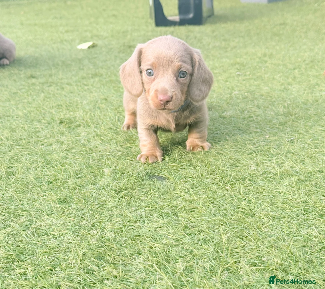 Miniature Dachshund dogs for sale: Beautiful miniature babies  - Advert 38