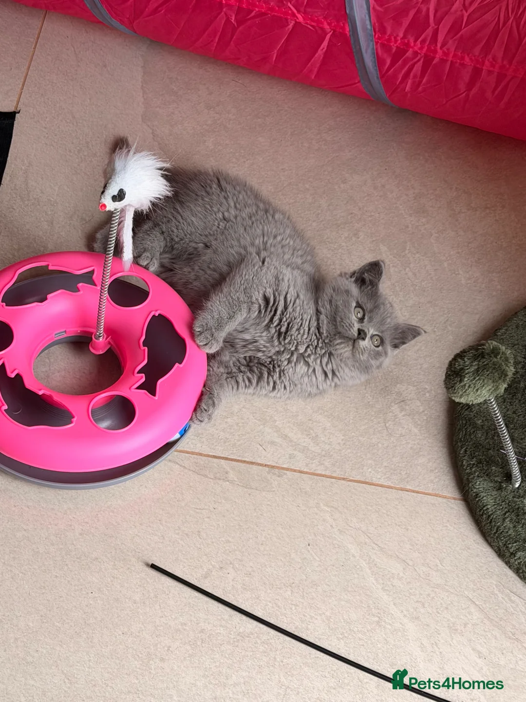 British Shorthair cats for sale: BRITISH SHORTHAIR CHUNKY BOY - Advert 7