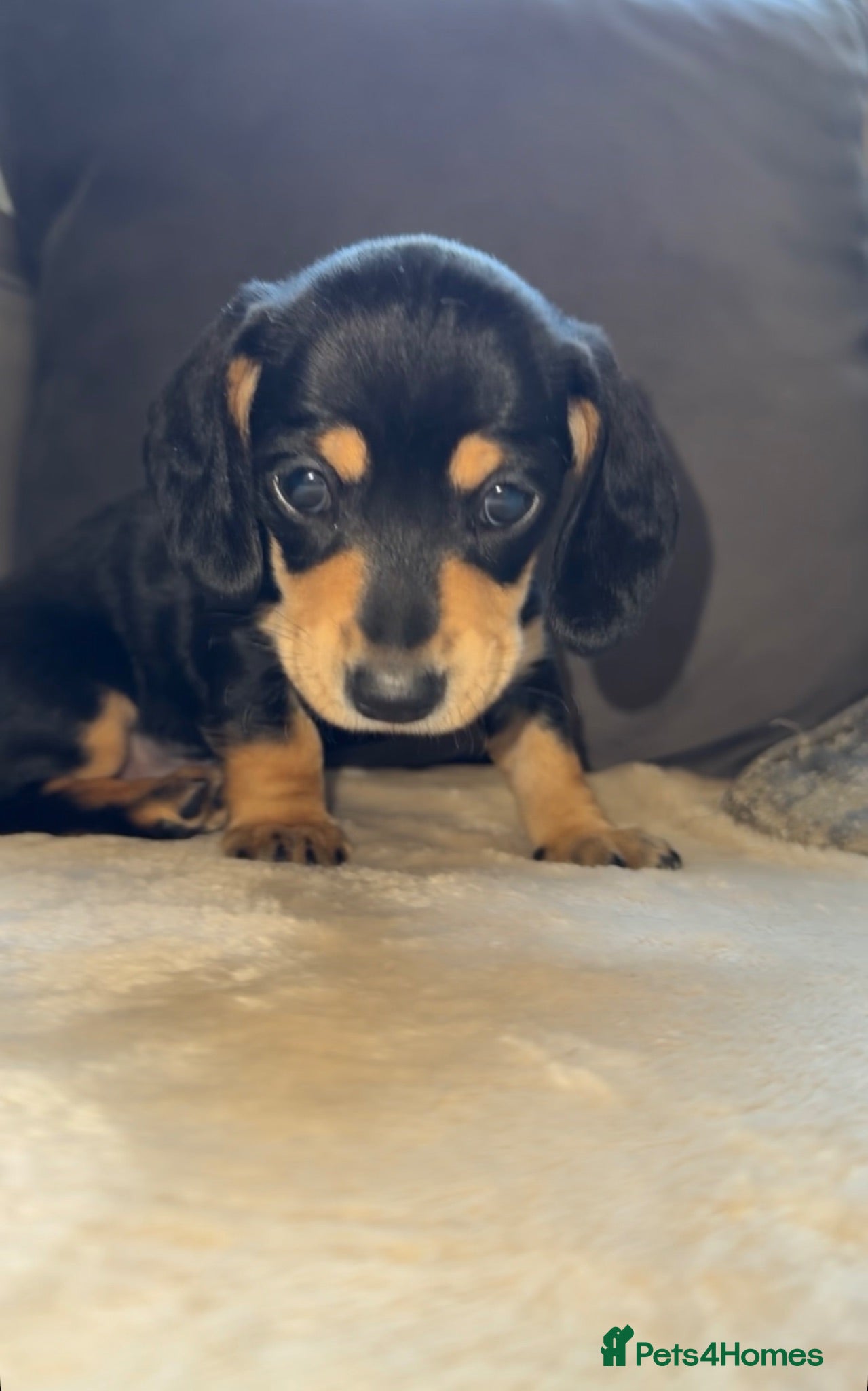 Miniature Dachshund dogs Two girl miniature daschunds - Advert 1