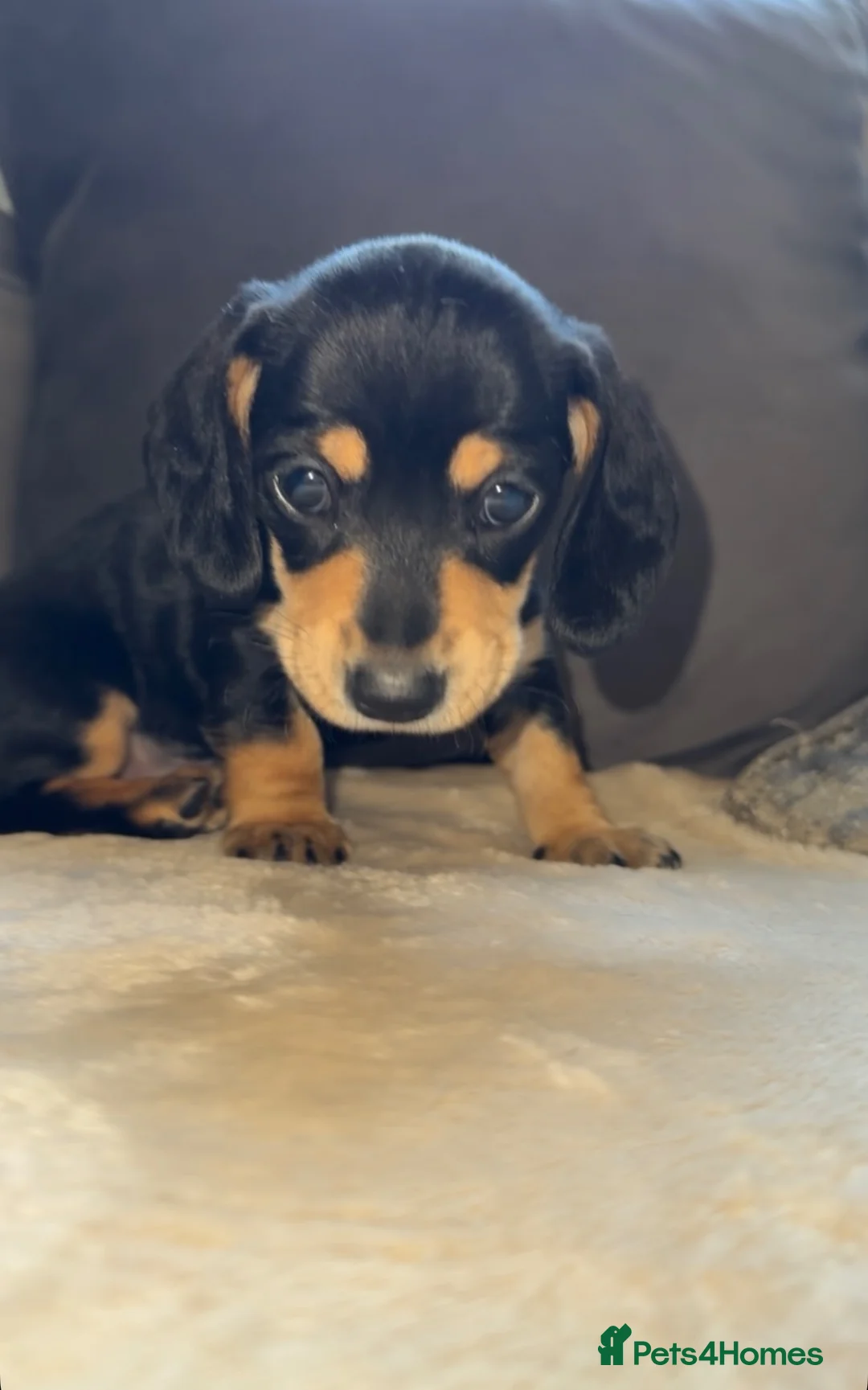 Miniature Dachshund dogs for sale: Two girl miniature daschunds - Advert 1