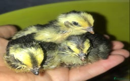 Quail poultry for sale: JUMBO QUAIL CHICKS & SEXED JUMBOS ! - Image 5