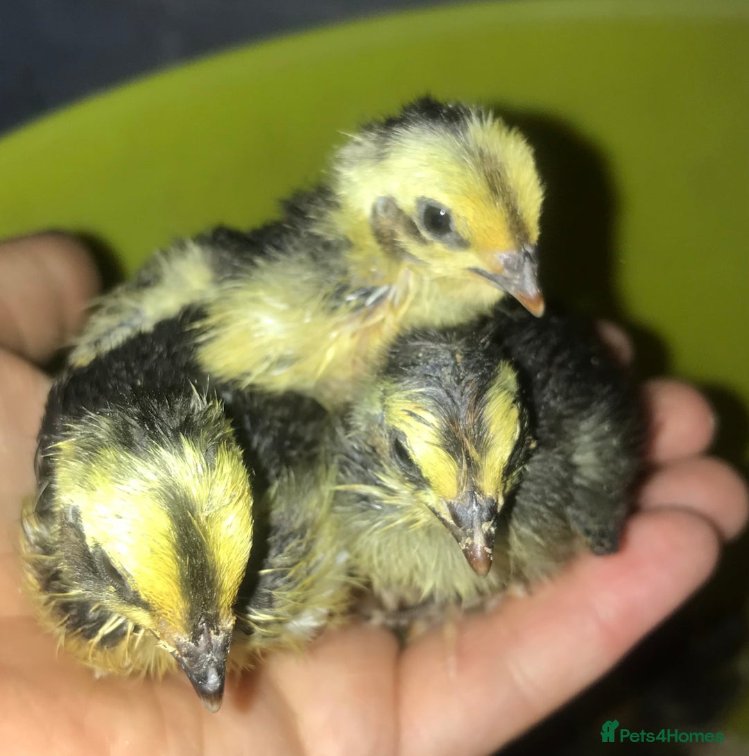 Quail poultry for sale: JUMBO QUAIL CHICKS & SEXED JUMBOS ! - Image 5