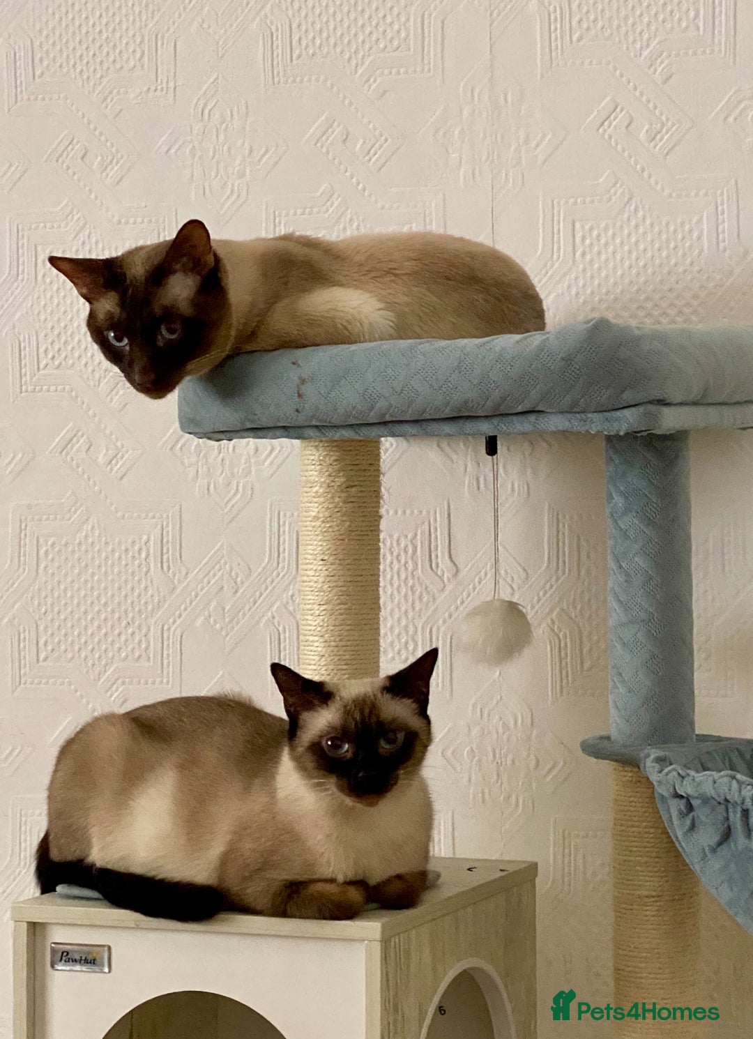 Siamese cats for sale: Beautiful Siamese kittens - Advert 5