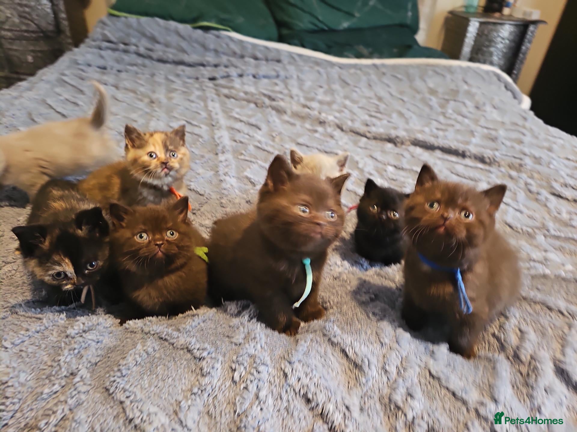 British Shorthair cats for sale: British Shorthair kittens - Advert 1