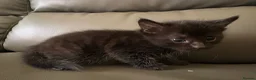 Mixed Breed cats for sale: Available Now - 2 Ginger & 1 Black Kitten - Advert 35