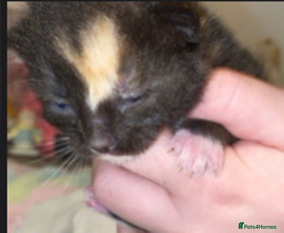 Mixed Breed cats for sale: Beautiful unique litter of 5 🩵💜🩵💜🩵 - Image 3