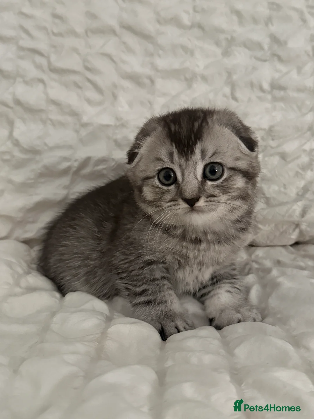 Mixed Breed cats for sale: Pure Scottish fold X Tabby - Advert 6