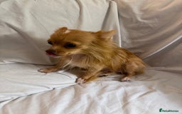Pomeranian dogs for sale: 4 stunning Pomeranian girls ready for collection  - Image 8