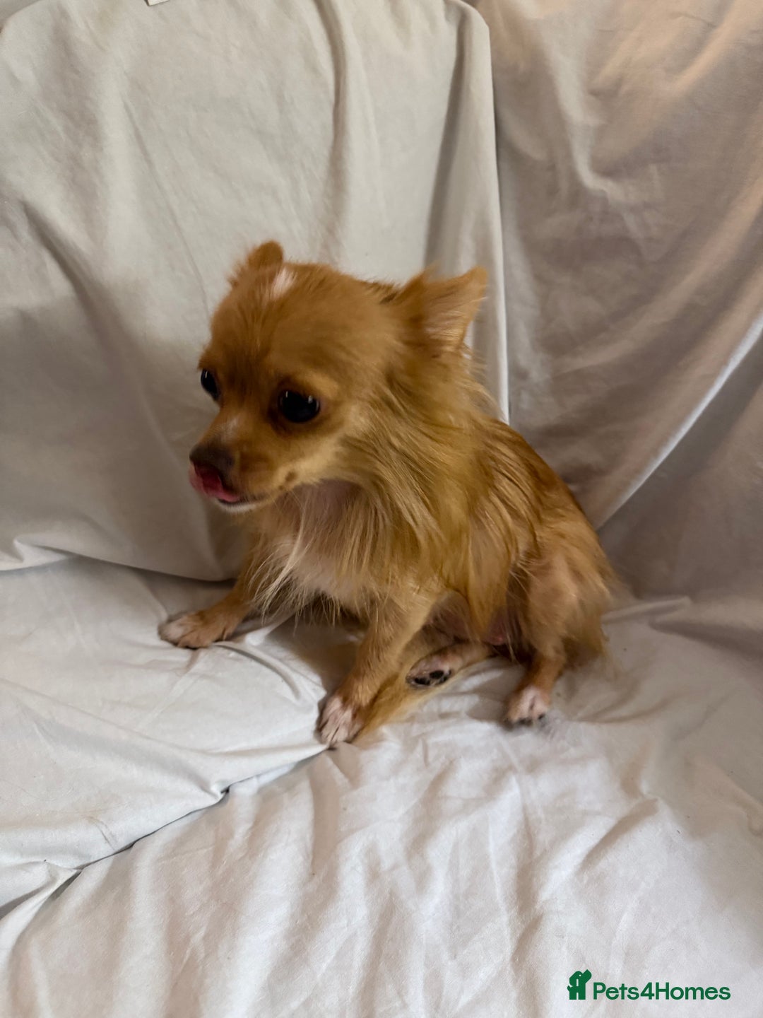 Pomeranian dogs for sale: 4 stunning Pomeranian girls ready for collection  - Image 8