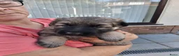 German Shepherd dogs for sale: German shepherd pups in Doncaster - Advert 9