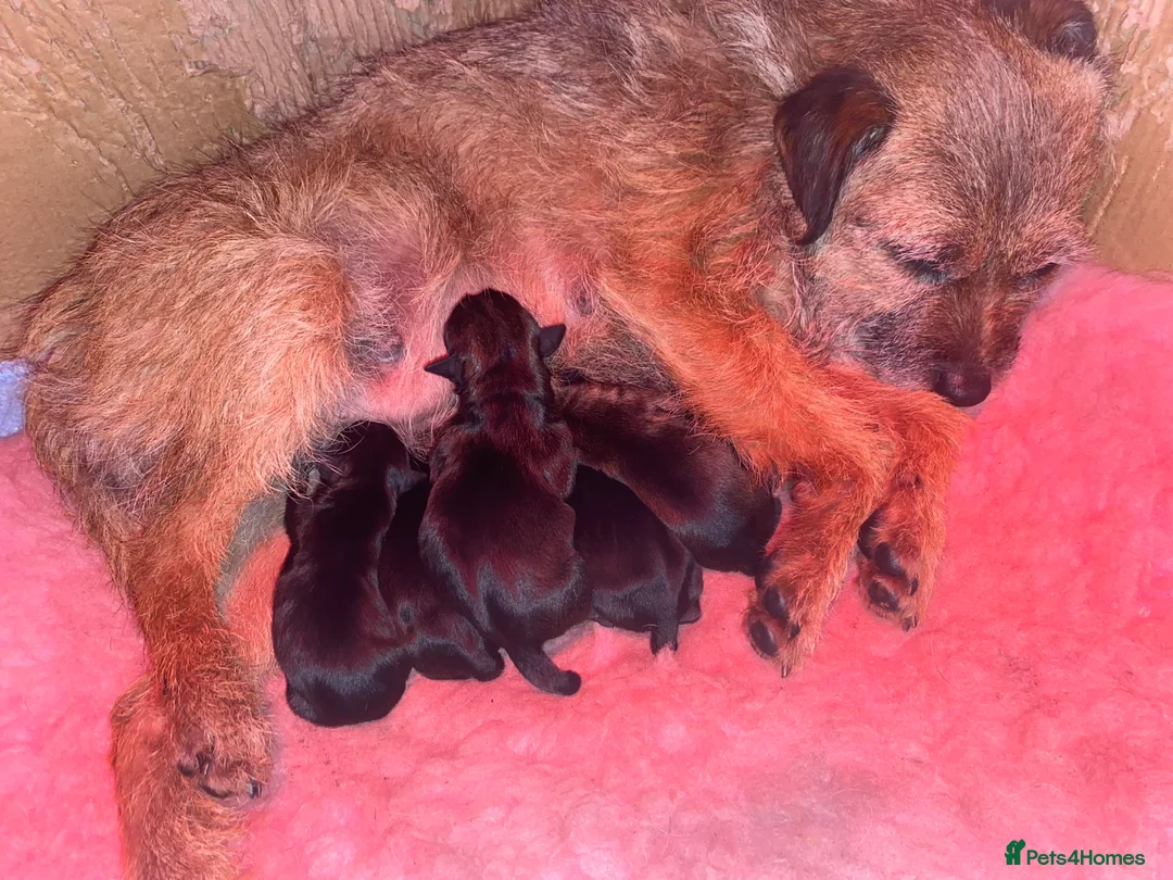 Border Terrier dogs for sale: 4 beautiful border terrier boys left  - Advert 2