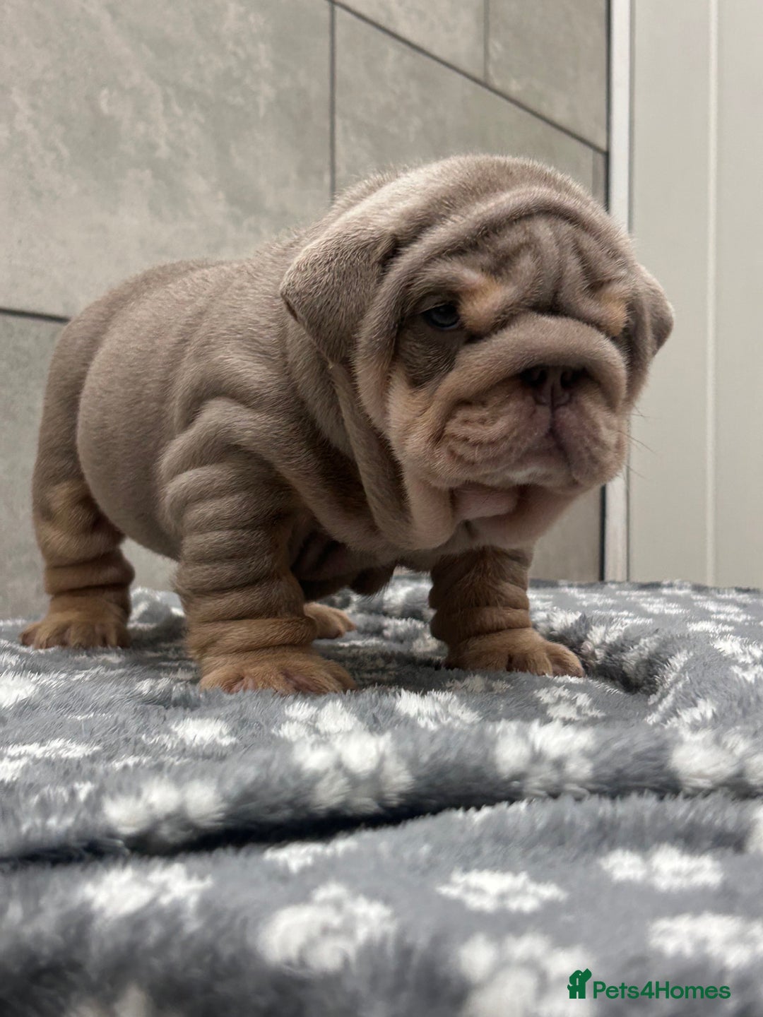 English Bulldog dogs for sale: Quality boy  - Advert 3