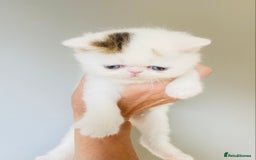 Exotic cats for sale: (Rare odd eye bicolours)🏆Exceptional. - Image 14