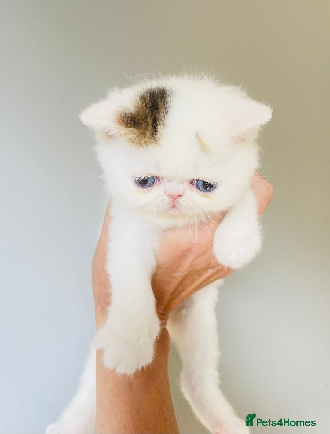 Exotic cats for sale: (Rare odd eye bicolours)🏆Exceptional. - Image 14