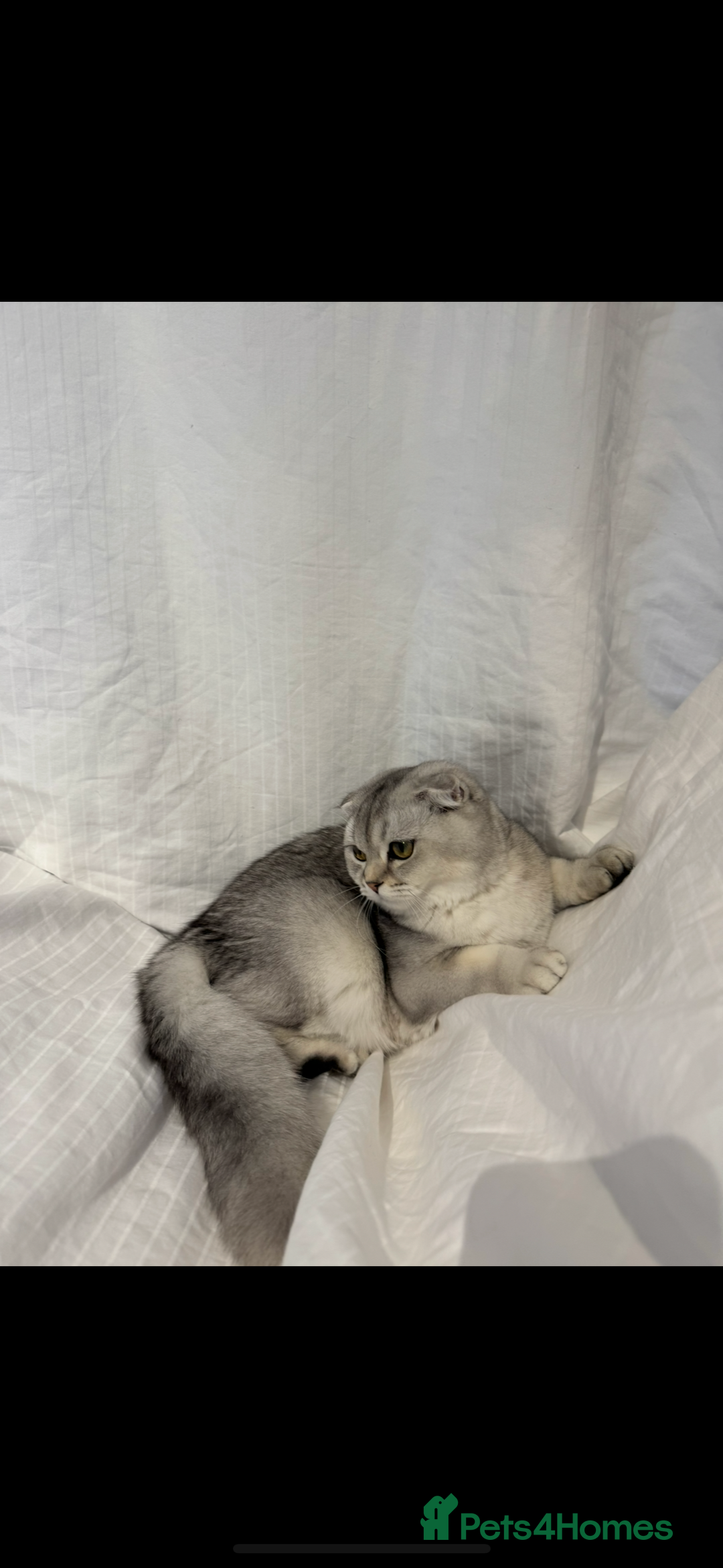 Scottish Fold cats for sale: Scottish Fold Kittens Variety of Colours - Image 3