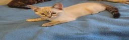 Mixed Breed cats for sale: Ragdoll x ginger mother 4 girls - Advert 2