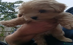 Maltipoo dogs for sale: Adorable Maltipoo Puppies, cream/red M&F - Image 10