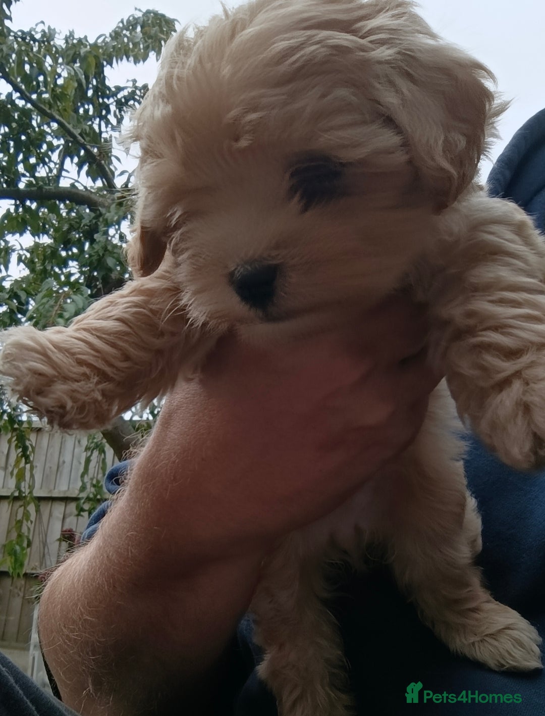 Maltipoo dogs for sale: Adorable Maltipoo Puppies, cream/red M&F - Image 10