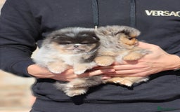 Pomeranian dogs for sale: Adorable Pomeranian Puppies for Sale. - Image 5