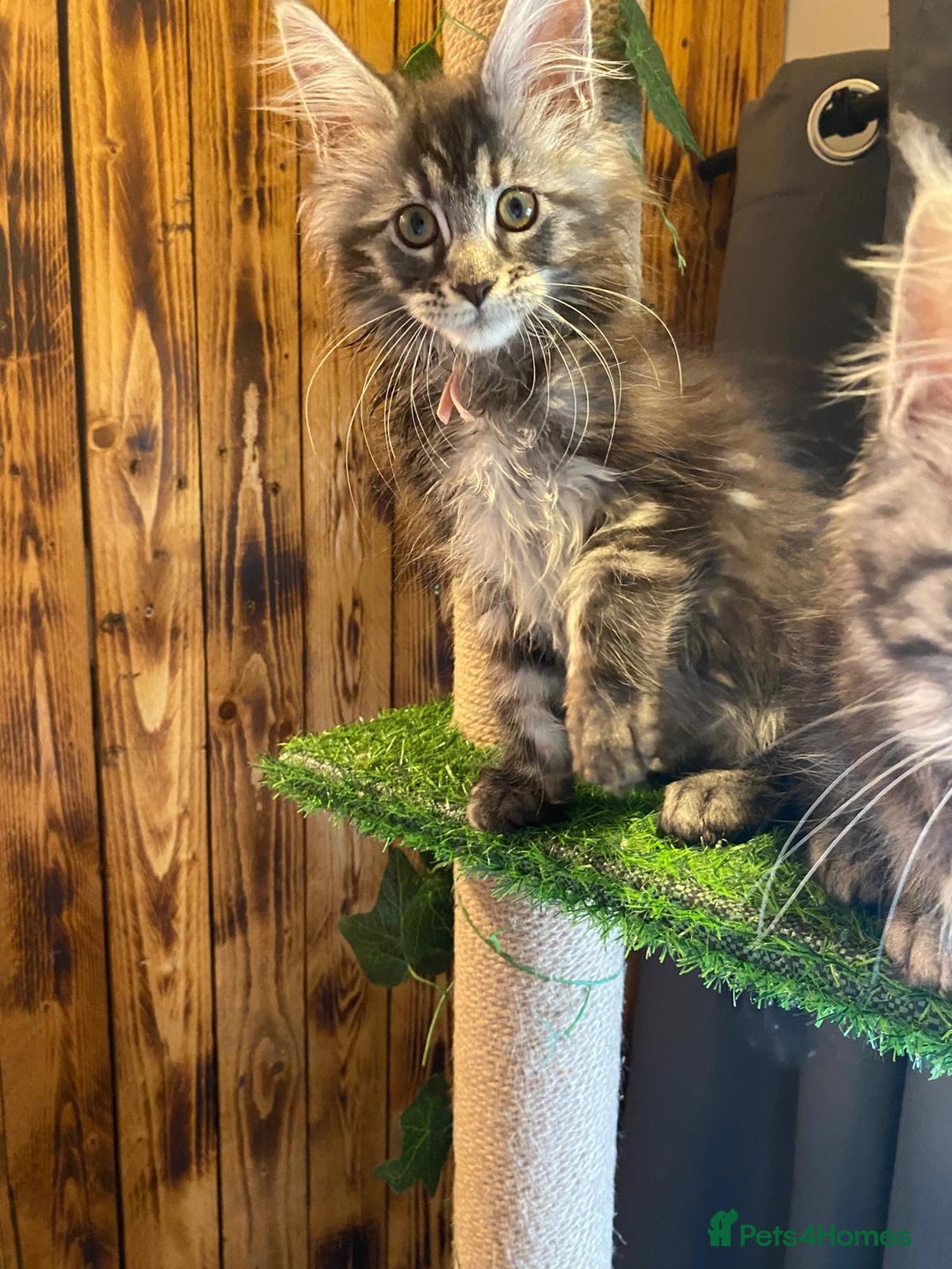 Maine Coon cats for sale: Gccf maine coon babies - Advert 34