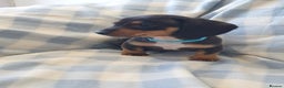 Dachshund dogs for sale: Dachshund puppies  - Advert 4