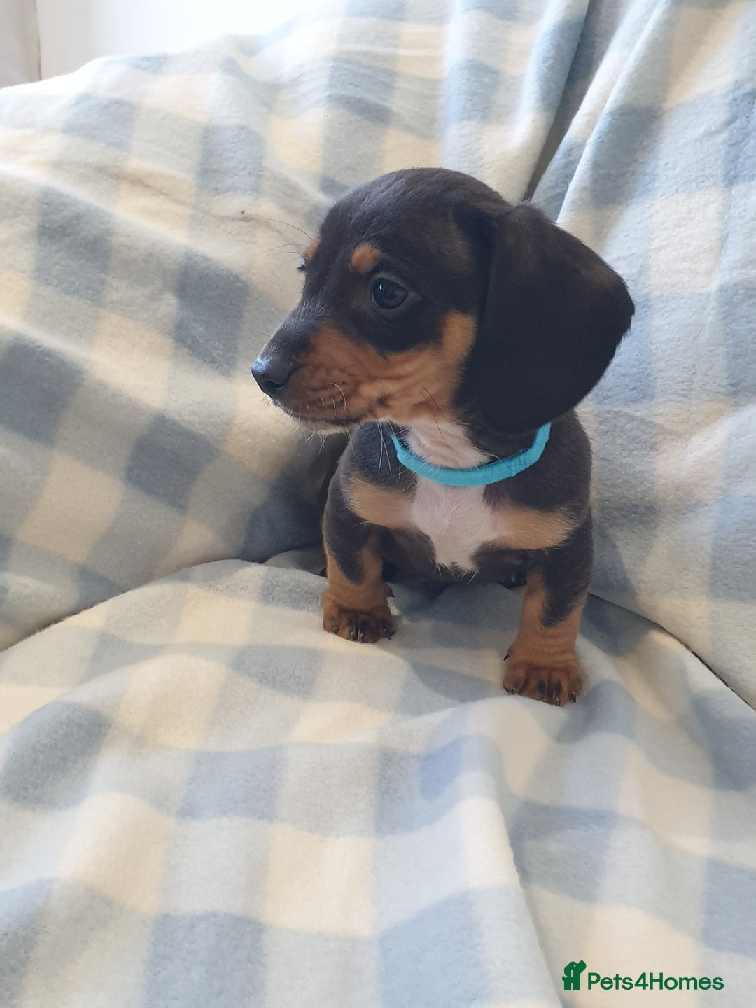 Dachshund dogs for sale: Dachshund puppies  - Advert 4