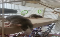 Rat rodents for sale: Mixed baby rats - males and females - Image 11