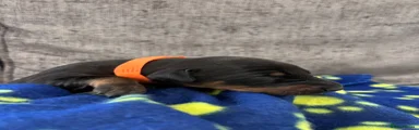 Orange collar girl 