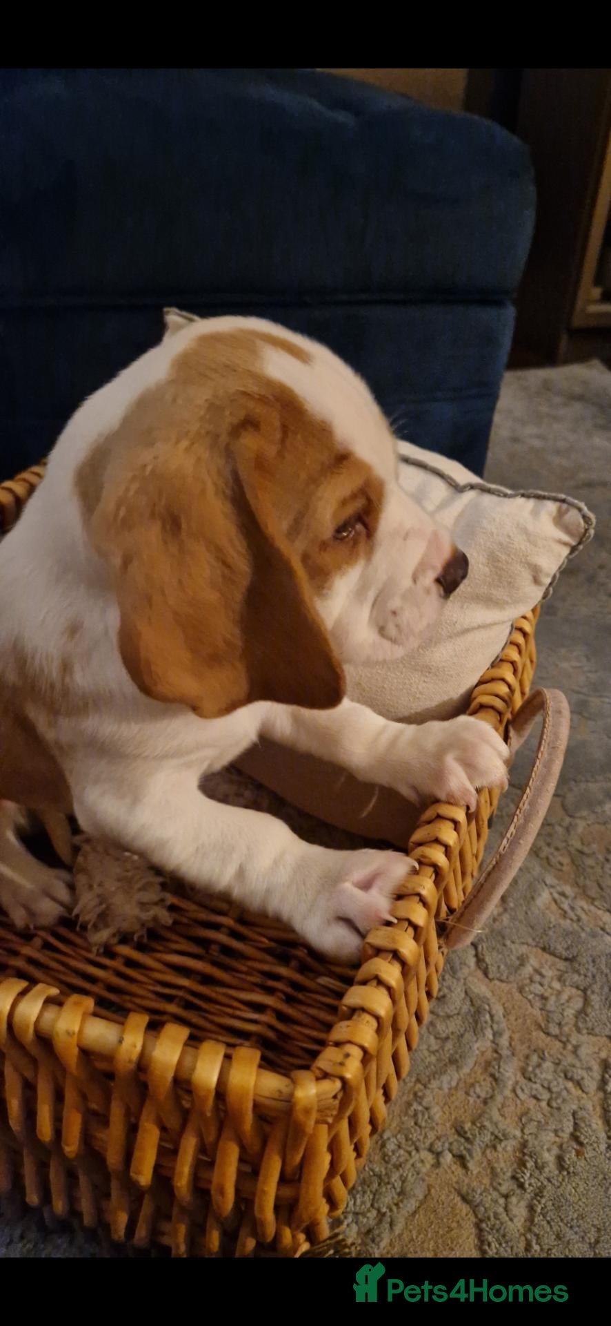 Beagle dogs 5 gen kc registered beagles - Advert 2