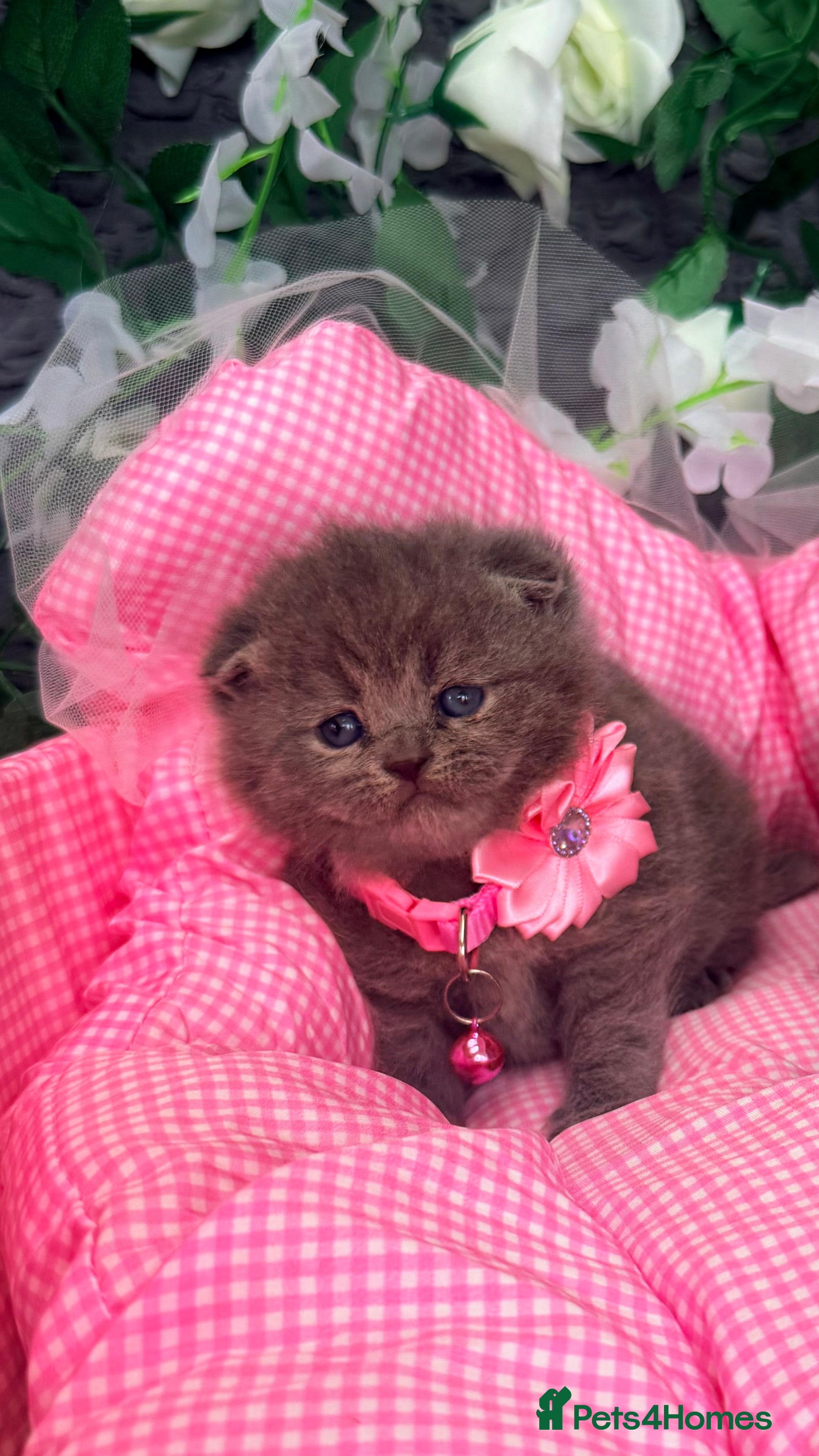 British Shorthair cats ❤️❤️❤️ Ready for booking.❤️❤️❤️ - Advert 1