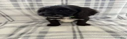 Sproodle dogs for sale: 4LEFT REDUCED!! BEAUTIFUL SPROODLE PUPS! - Advert 20