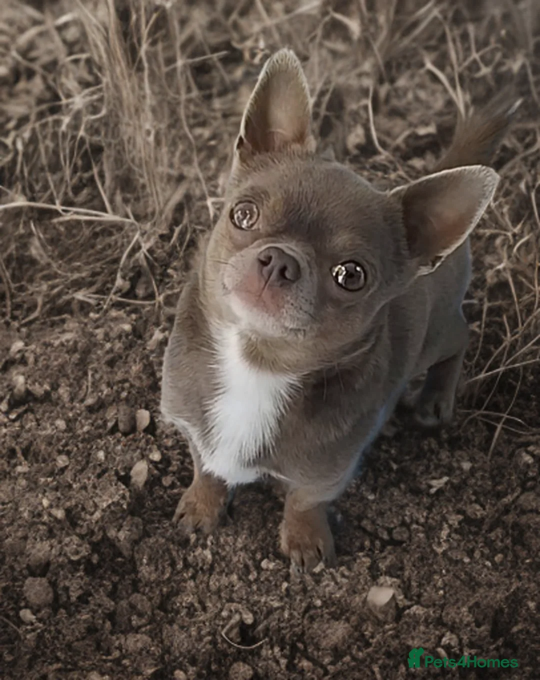 Chihuahua dogs for stud: KC reg-Health tested-PROVEN  - Advert 8