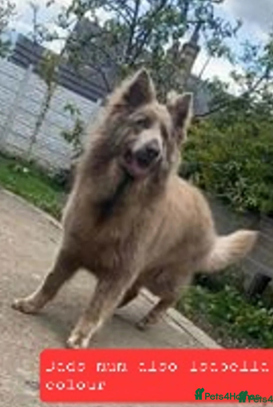 German Shepherd dogs for sale: German Shepherd pups ready end of August  - Image 37