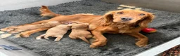 Cocker Spaniel dogs for sale: Stunning cocker spaniel pups  - Advert 14