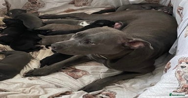 Staffordshire Bull Terrier dogs - Advert 7
