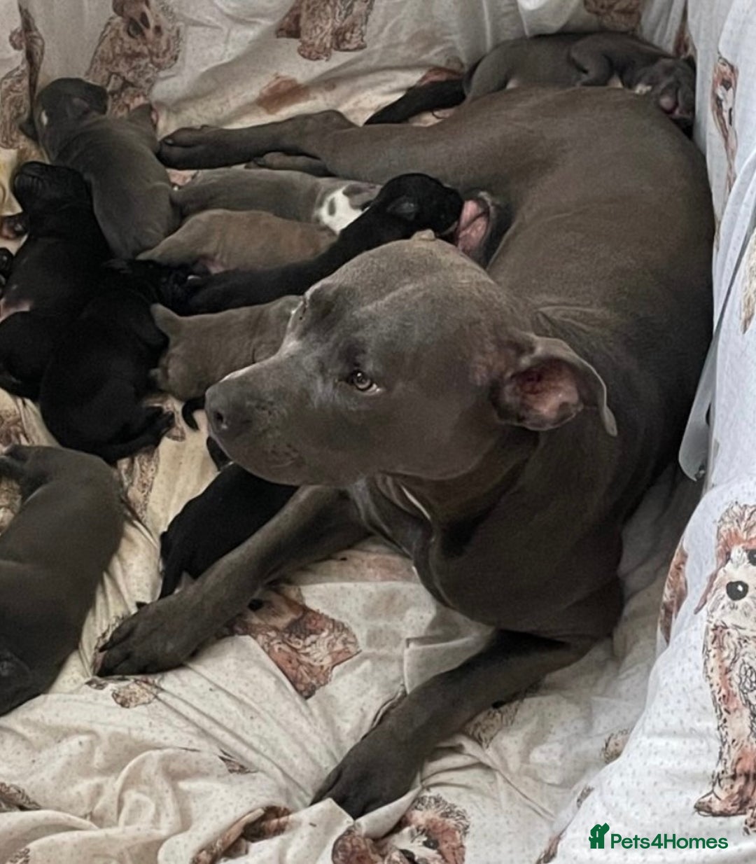 Staffordshire Bull Terrier dogs for sale: Original "Old-Blood" Black/Blue Staff pups *RARE* - Image 3