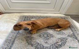 Dachshund dogs for sale: Tan dachshund for sale  - Image 2
